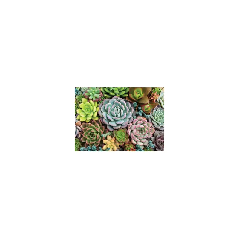 Succulent Garden 1000 Piece Puzzle