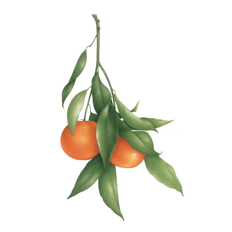 Tattly - Clementines Tattoo Pair